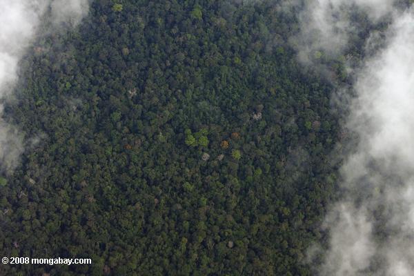 開花熱帯雨林の林冠木の上からの眺め
