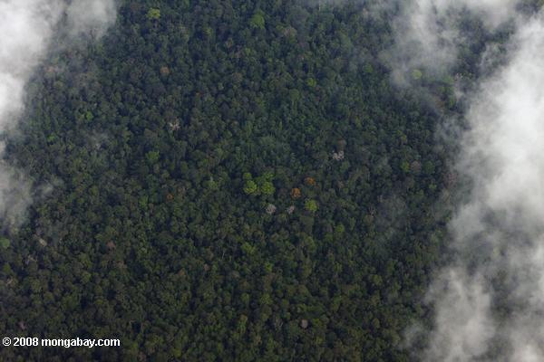 vista aérea da floresta tropical dossel árvores floridas