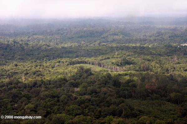 アマゾンの熱帯雨林で人間的に変化した森の風景