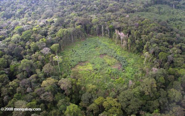 uma vista aérea da mandioca campo, no meio da floresta tropical