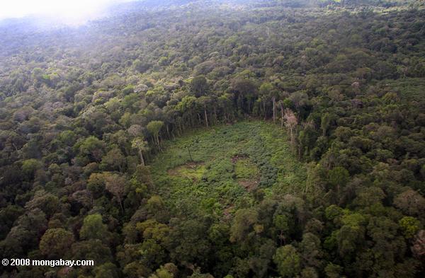 熱帯雨林の中にマニオクフィールドのオーバーヘッドを表示