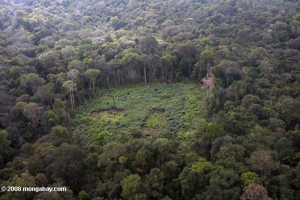 熱帯雨林の中にマニオクフィールドの飛行機を表示