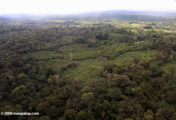 Primary forest and secondary forest among cassava fields in the Amazon. Photo by: Rhett A. Butler.