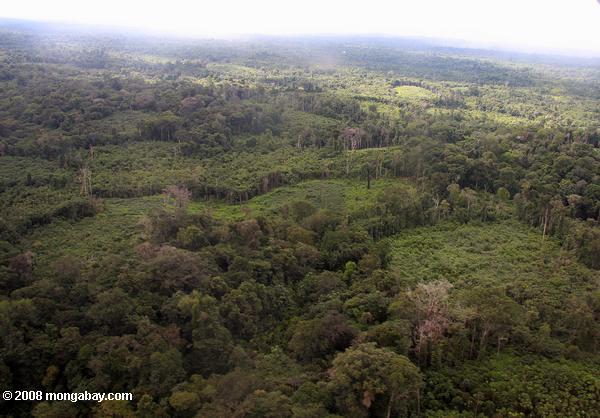 アマゾンでキャッサバフィールド、再生二次林のパッチワーク、自然林