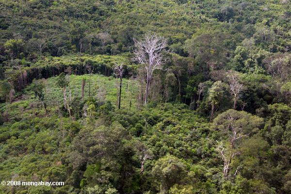 Le défrichement des forêts à la périphérie du village de Kwamalasamutu