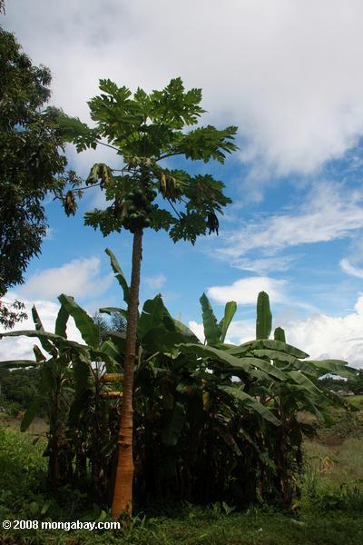 パパイヤやバナナの木