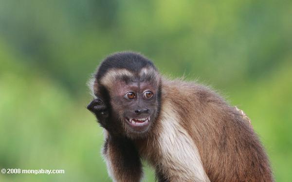 Kapuziner Affe mit verrückten Augen