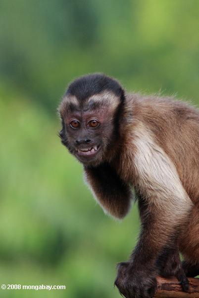 capuchino mono loco con expresión