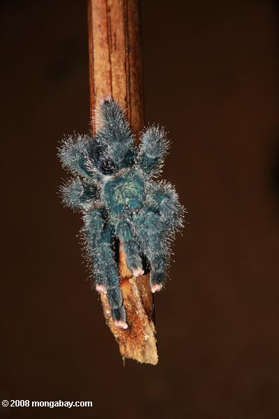 Turquoise tarantula