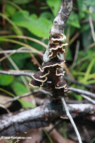коричневые грибы с белой оторочкой