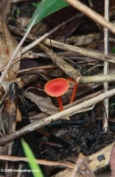 vermelho fungos