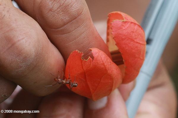 Passion vigne fleur avec résident espèces de fourmis