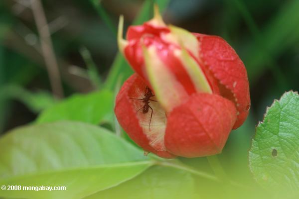 страсть лоза цветок с резидентами видов муравьев