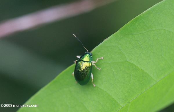 金属緑色の甲虫