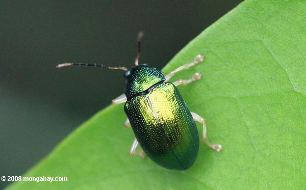 escarabajo verde metálico