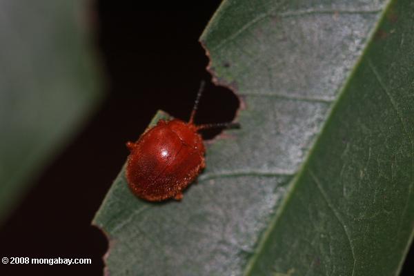 赤い甲虫