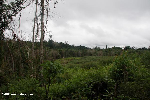Maniok Bereich in der Nähe des Dorfes kwamalasamutu