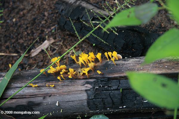 gelb Pilze auf einem verkohlten Log-in einem Bereich Maniok
