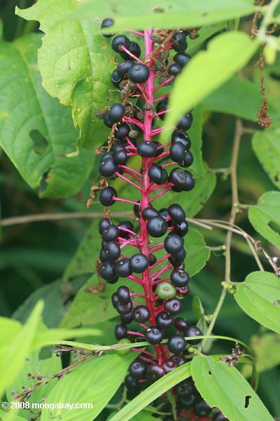 черные ягоды на пурпурный стволовые