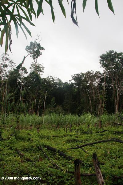 La canne à sucre et de manioc près du village de Kwamalasamutu