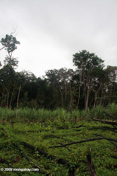 Zuckerrohr und Maniok in der Nähe des Dorfes kwamalasamutu