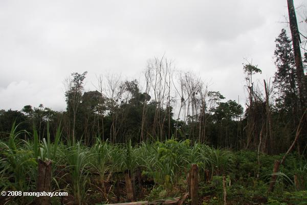 Zuckerrohr und Maniok in der Nähe des Dorfes kwamalasamutu