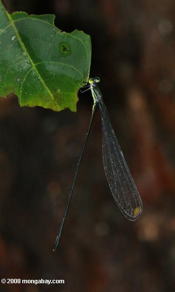 libélula gigante