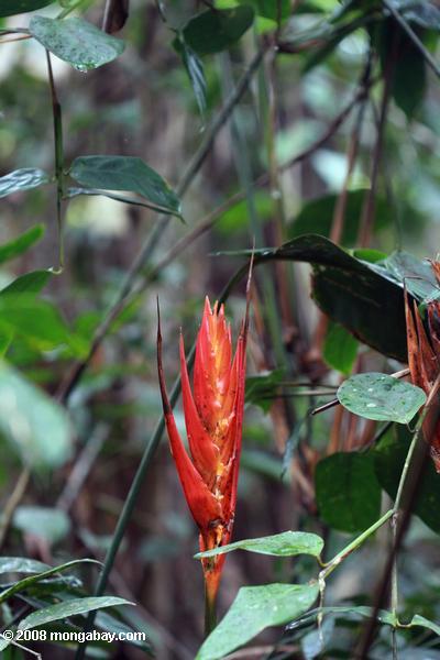 red Heliconia