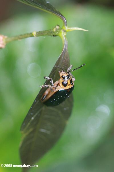 orange und dunkelgrün Käfer
