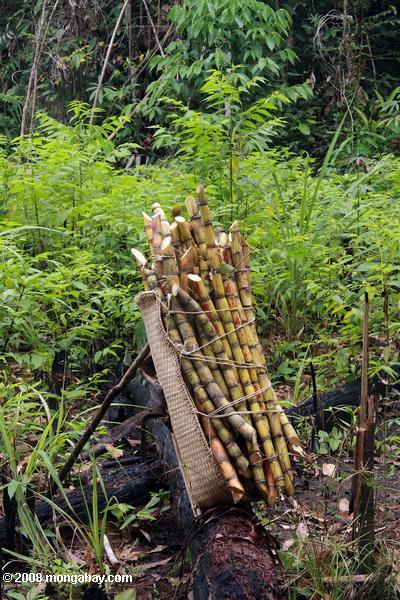 Tiges de canne à sucre dans un champ de manioc
