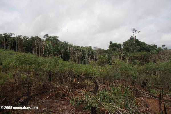 cassaa beschädigt durch starke Regenfälle und starker Wind