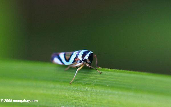 azul e preto inseto (planthopper?)