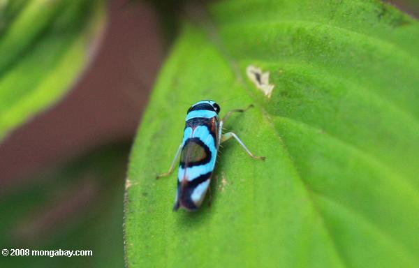 青と黒の昆虫（ planthopper ？ ）