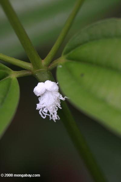 blanco flatid planthopper ninfa