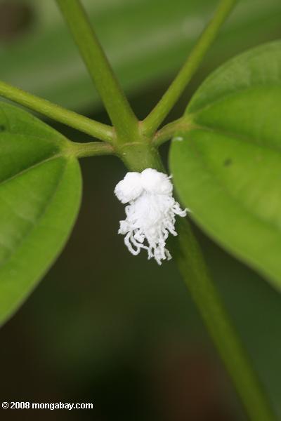 白flatid planthopperニンフ