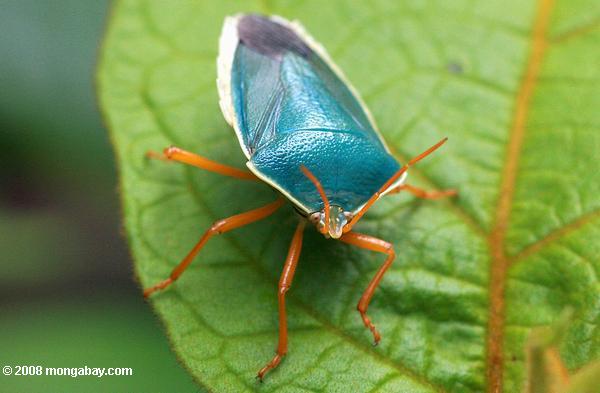 Turquoise bouclier bug avec les jambes orange