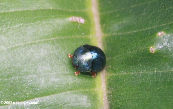 金属製の青い甲虫