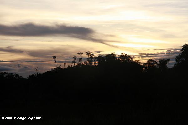 熱帯雨林の夕日
