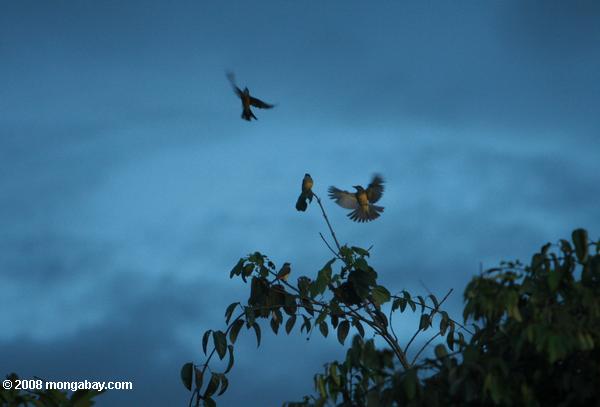 フライトで熱帯kingbirds