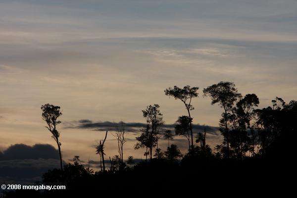 熱帯雨林の夕日