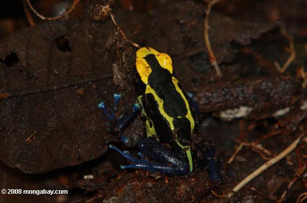 amarillo y azul, la rana veneno de flecha (Dendrobates tinctorius)