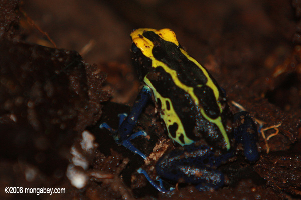 gelb und blau Gift arrow frog