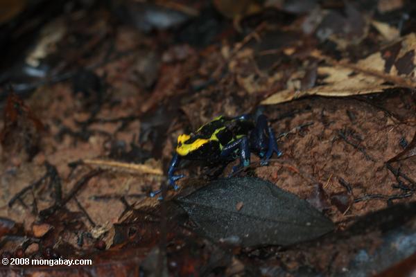 желтый и синий яд стрелку лягушка (dendrobates tinctorius)