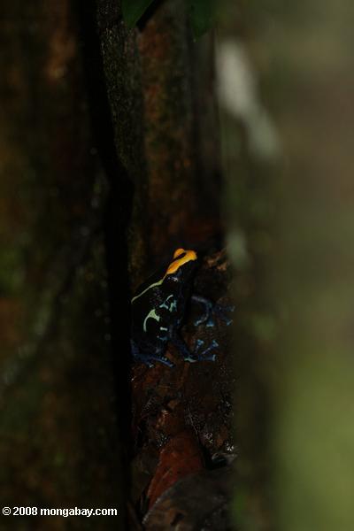 黄色と青の矢印毒カエルの巣警備