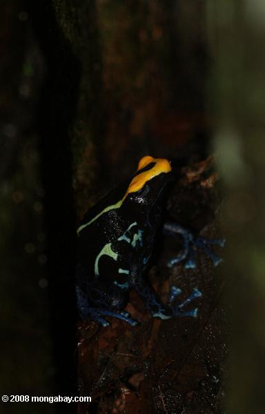 желтый и синий яд стрелку лягушка охраняли свои гнезда