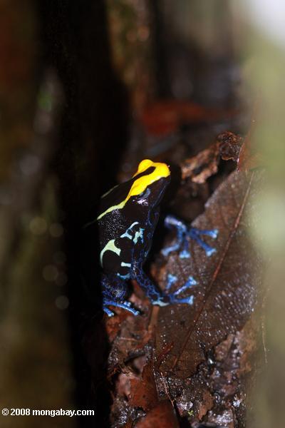 黄色と青の矢印毒カエルの巣警備