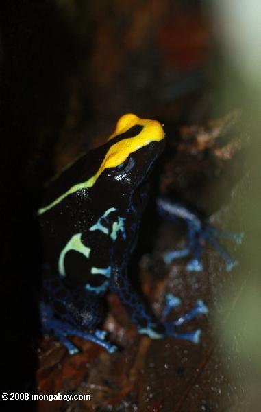 желтый и синий яд стрелку лягушка охраняли свои гнезда