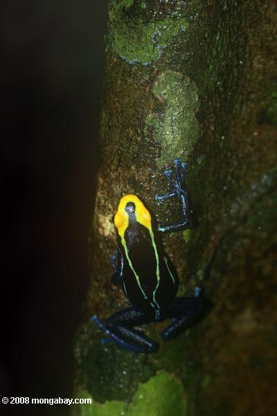 желтый и синий яд стрелку лягушка восхождение на купол