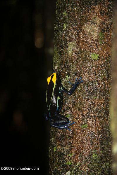 黄色と青の矢印毒カエルを木の幹を登る