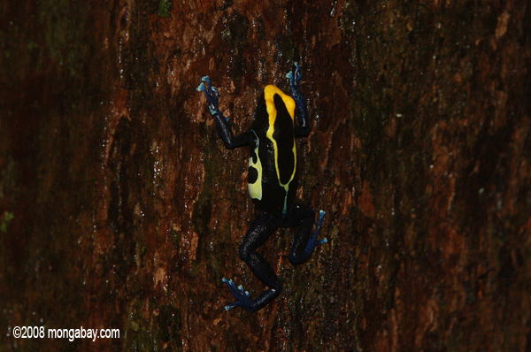 amarillo y azul, la rana veneno de flecha subir un tronco de árbol